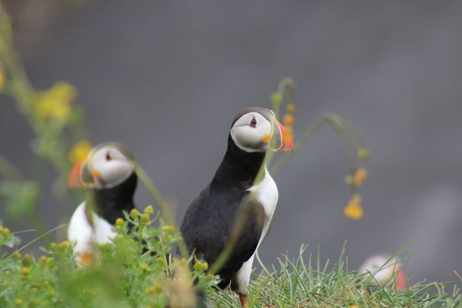 Reykjavik: 1-Hour Puffin Watching Tour - What puffin watching really looks like