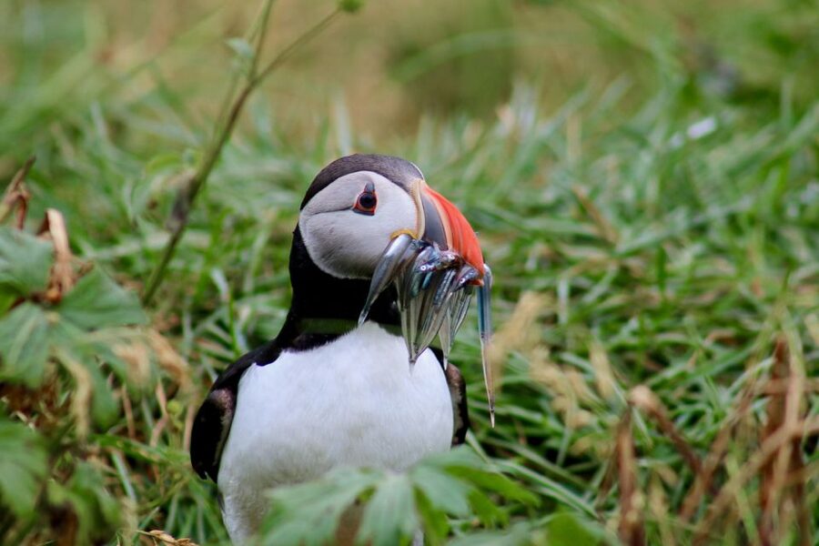 Reykjavik: 1-Hour Puffin Watching Tour - Comfort on a cool and changeable day