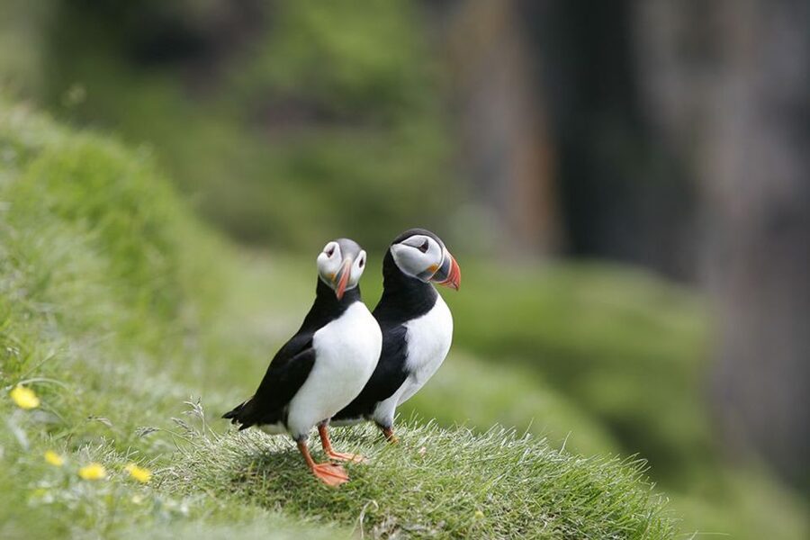 Reykjavik: 1-Hour Puffin Watching Tour - Akurey, Engey, or Lundey: choosing the bird island