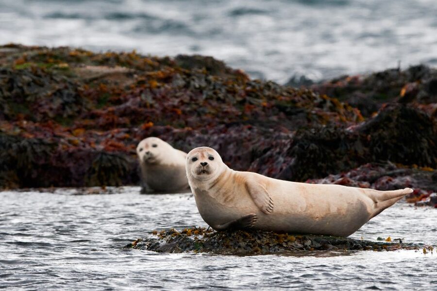 Reykjavik: 2-Day West Tour with Snæfellsnes & Silver Circle - Overnight in Borgarnes, the useful halfway stop