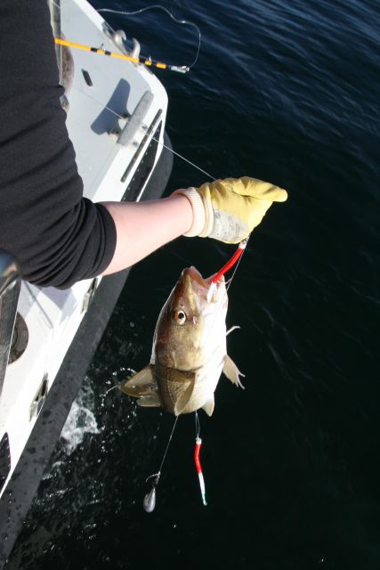 Reykjavik: 3-Hour Sea Angling Gourmet Experience Tour - Who should book this Reykjavik fishing trip?