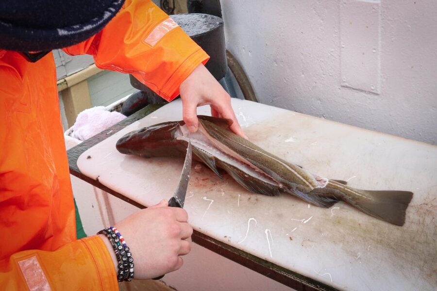 Reykjavik: 3-Hour Sea Angling Gourmet Experience Tour - From Hlésgata harbour to the open bay