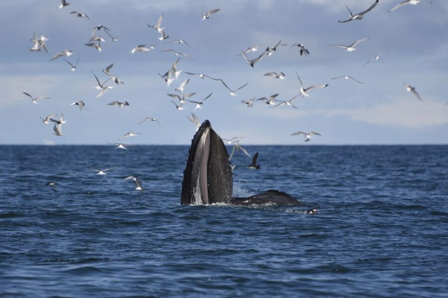 Reykjavik: ATV Ride & Whale Watching Boat Tour - Morning pickup from Reykjavik hotels