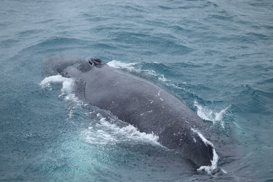 Reykjavik: Best Value Whale Watching Boat Tour - Key points to know before sailing