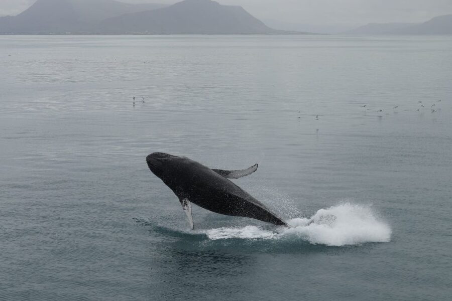 Reykjavik: Best Value Whale Watching Boat Tour - Who will enjoy this tour most
