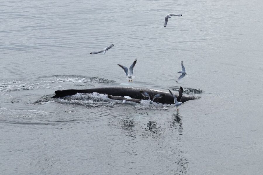 Reykjavik: Best Value Whale Watching Boat Tour - Setting out from Reykjavik’s Old Harbour