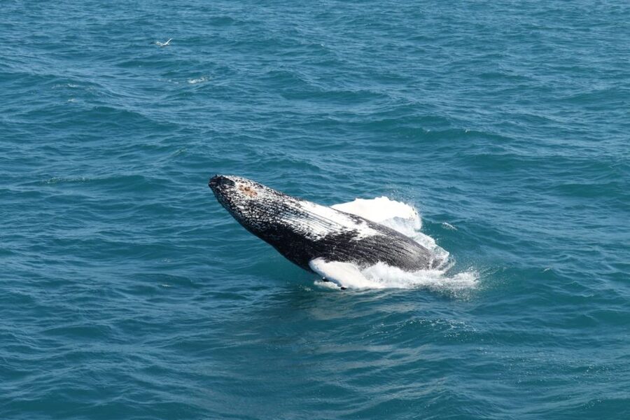 Reykjavik: Best Value Whale Watching Boat Tour - The animals you might see in Faxaflói Bay