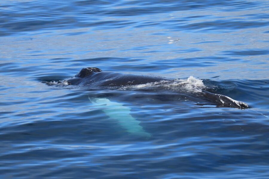 Reykjavik: Best Value Whale Watching Boat Tour - Why the guide makes a difference