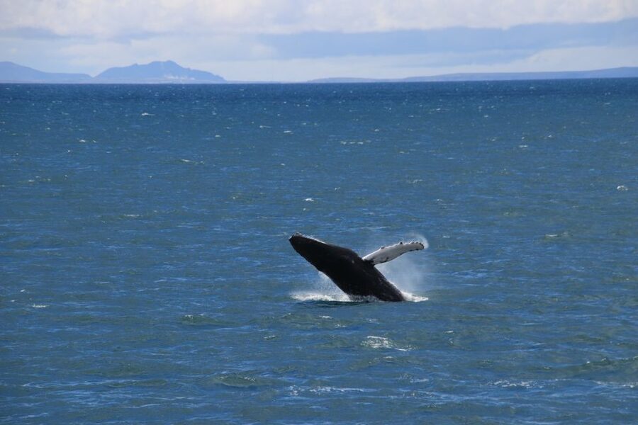 Reykjavik: Best Value Whale Watching Boat Tour - Staying warm when Iceland changes its mind