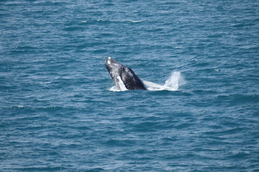 Reykjavik: Best Value Whale Watching Boat Tour - Crowding, comfort, and the best place to stand