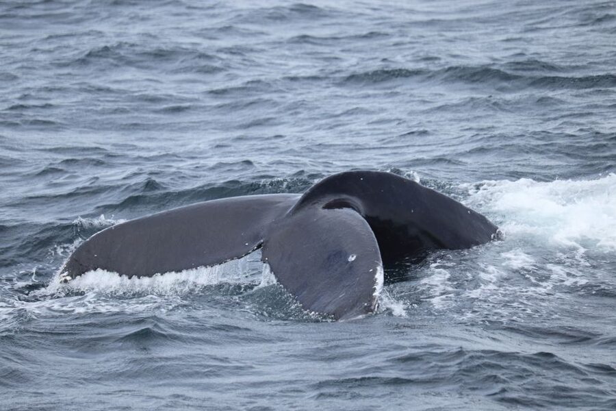 Reykjavik: Best Value Whale Watching Boat Tour - Choosing the right time of year