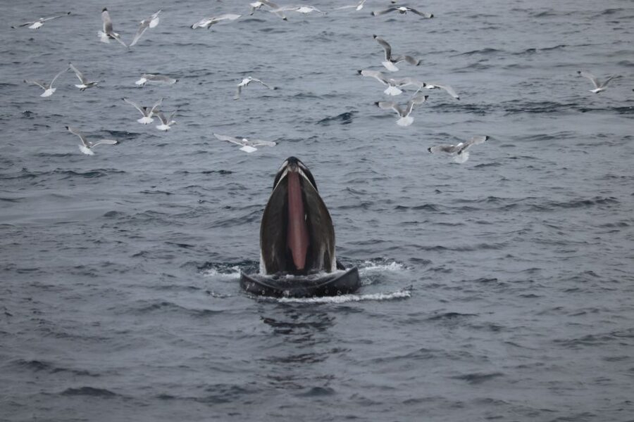 Reykjavik: Best Value Whale Watching Boat Tour - What the 2.5-hour bay search is really like
