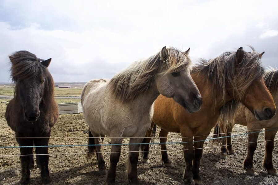 Reykjavik Combo: Horse Riding & Snorkeling in Silfra Fissure - What the horse ride is really like