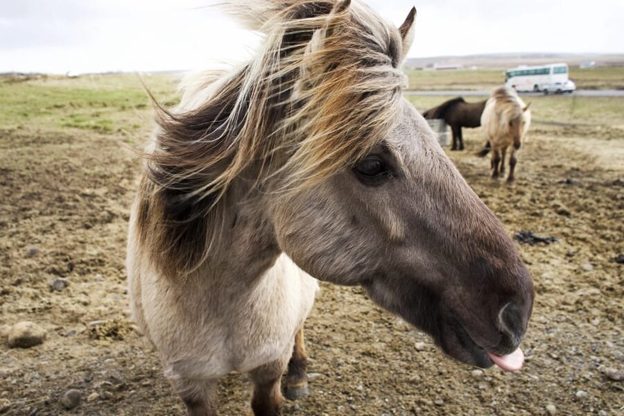 Reykjavik Combo: Horse Riding & Snorkeling in Silfra Fissure - My booking advice