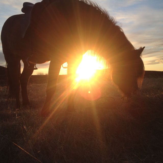 Reykjavik: Evening Sleipnir Horse Riding Tour with Pickup - Practical ways to prepare
