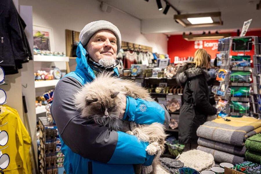 Reykjavik: Feline-Focused City Walking Tour - Gyllti kötturinn and the famous shop cats
