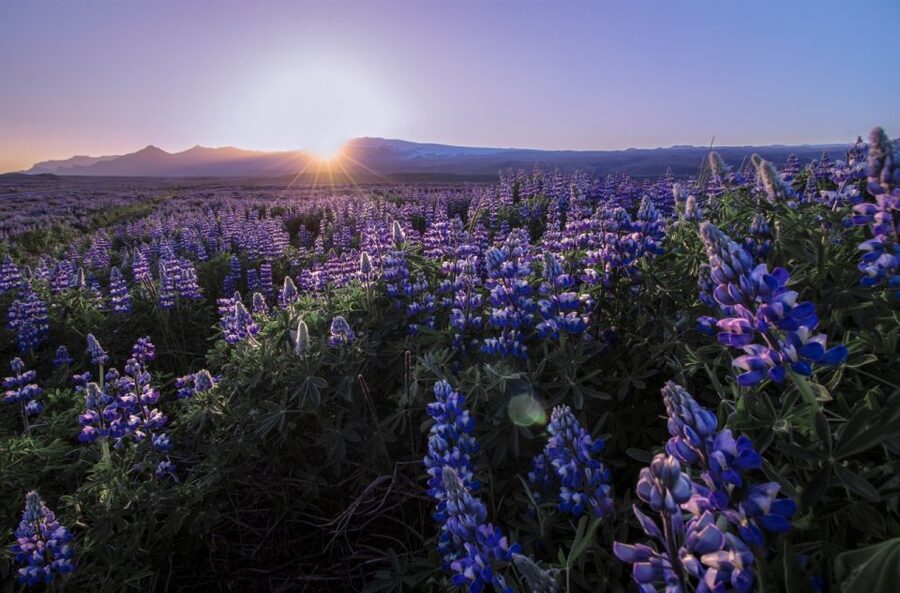 Reykjavik: Golden Circle, Tomato Farm and Kerið Crater Tour - Gullfoss, where glacial water does the talking