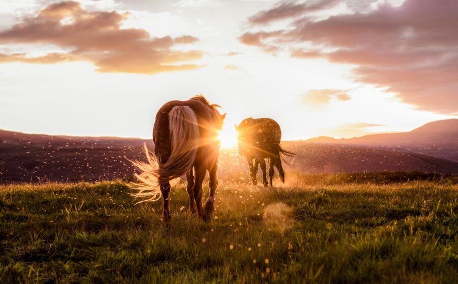 Reykjavik: Golden Circle, Tomato Farm and Kerið Crater Tour - Friðheimar, a tomato farm with a memorable lunch