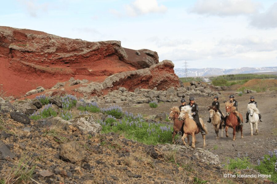 Reykjavík: Horse Riding Tours - Key points before you book