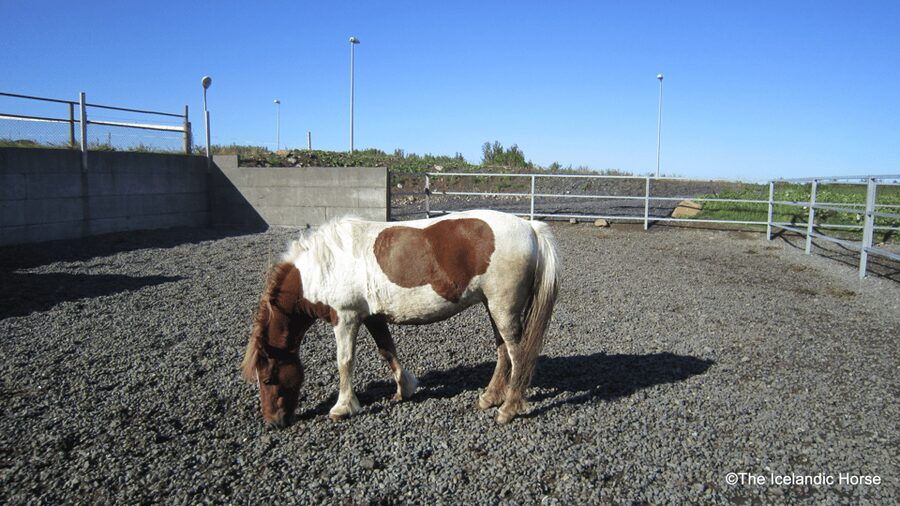 Reykjavík: Horse Riding Tours - Why the small group matters