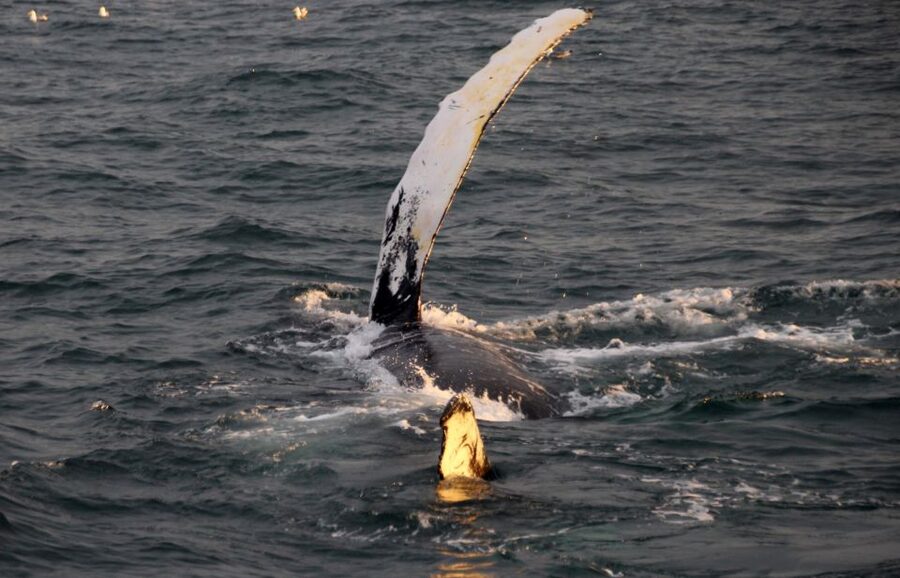 Reykjavík: Midnight Sun Whale Watching Cruise - What Rósin offers during the search