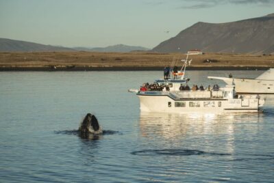 Midnight Sun Whale Watching Cruise