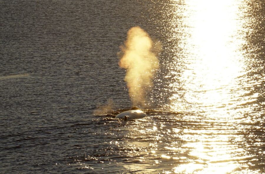 Reykjavík: Midnight Sun Whale Watching Cruise - Staying warm on the North Atlantic