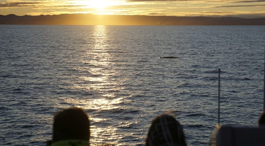 Reykjavík: Midnight Sun Whale Watching Cruise - Who will enjoy this cruise most