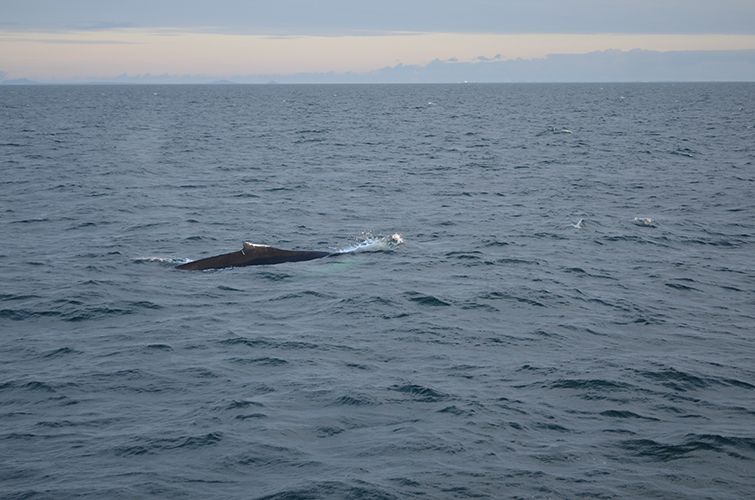 Reykjavik: Midnight Sun Whale Watching Tour - How the crew handles whale watching