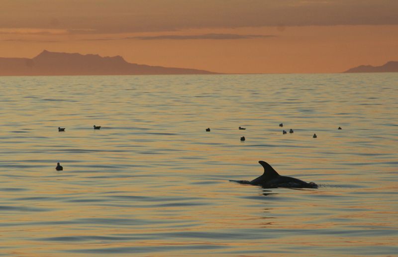 Reykjavik: Midnight Sun Whale Watching Tour - Is $111 a fair price?