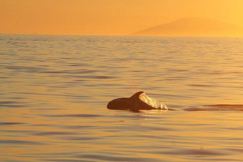 Reykjavik: Midnight Sun Whale Watching Tour - Booking details that matter
