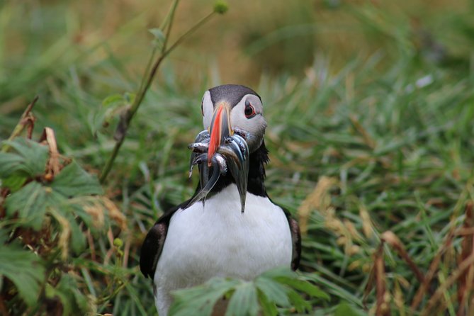Reykjavik Premium Puffin tour | Close Up and Personal - What the $85 price buys you