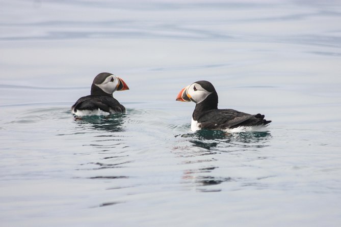 Reykjavik Premium Puffin tour | Close Up and Personal - Why binoculars matter more than your phone