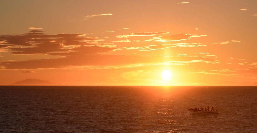 Reykjavik: Premium Whale and Puffin Watching Evening Tour - Why the evening departure works so well