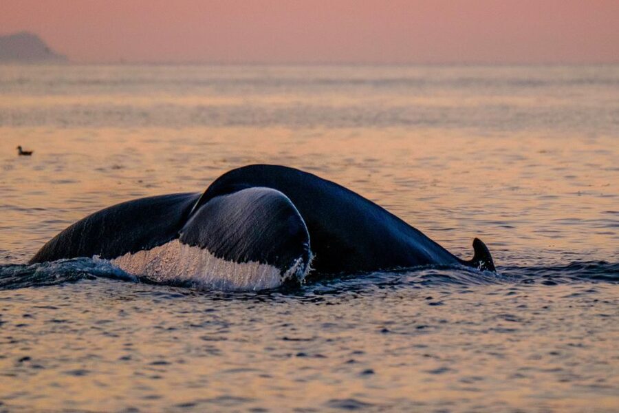 Reykjavik: Premium Whale and Puffin Watching Evening Tour - First stop, the puffin islands of Faxaflói Bay