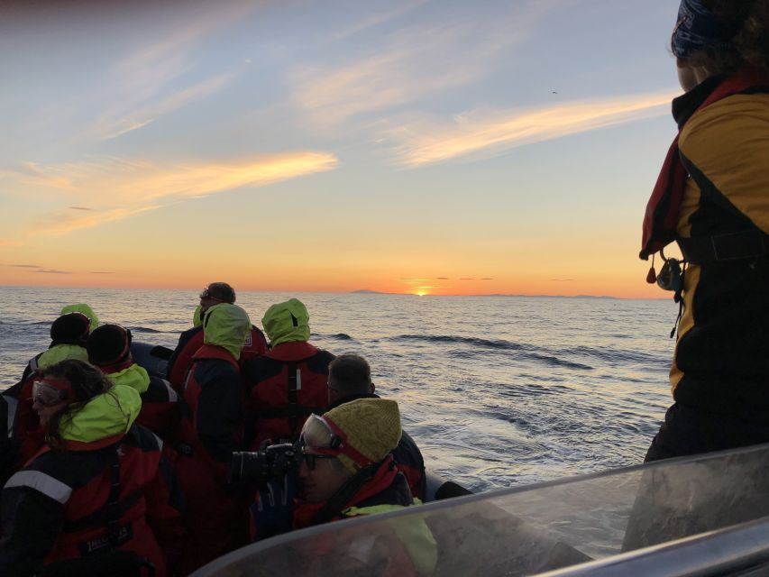 Reykjavik: Premium Whale and Puffin Watching Evening Tour - The waterfront finale past Sun Voyager and Harpa