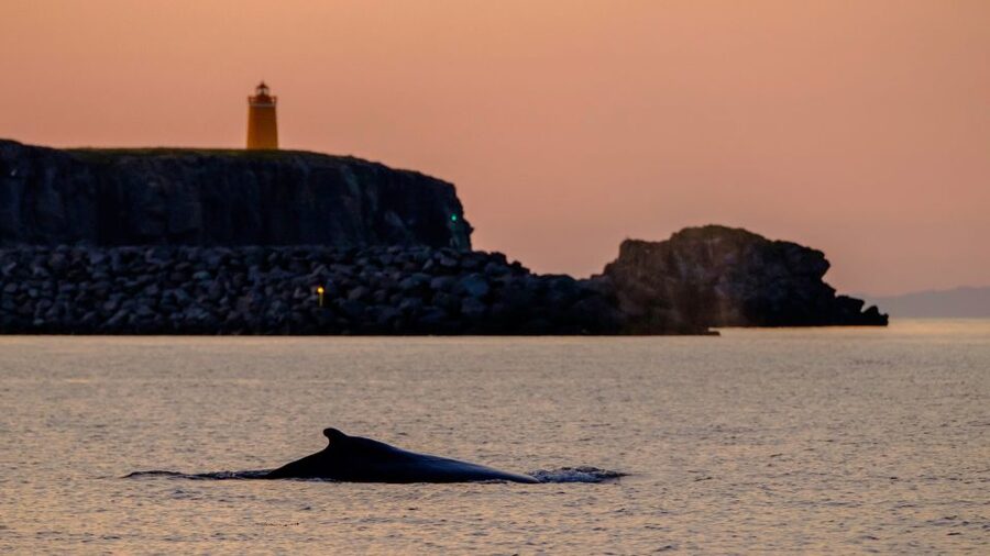 Reykjavik: Premium Whale and Puffin Watching Evening Tour - Who should choose this RIB tour?