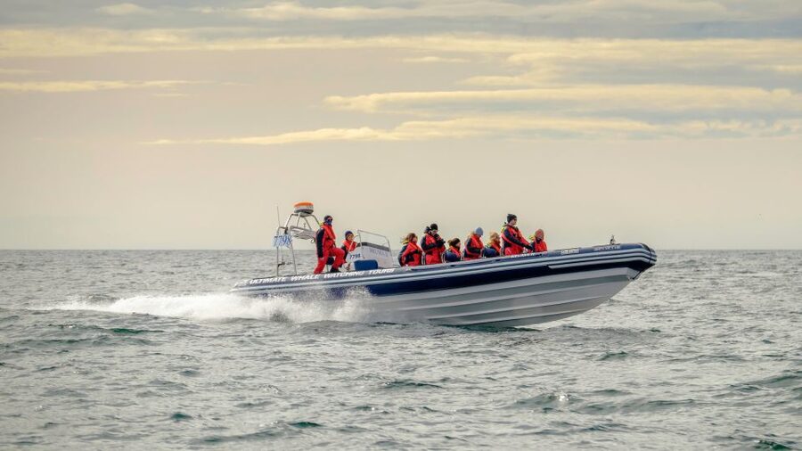 Reykjavik: Premium Whale and Puffin Watching Evening Tour - Meeting your boat at Reykjavik’s Old Harbour