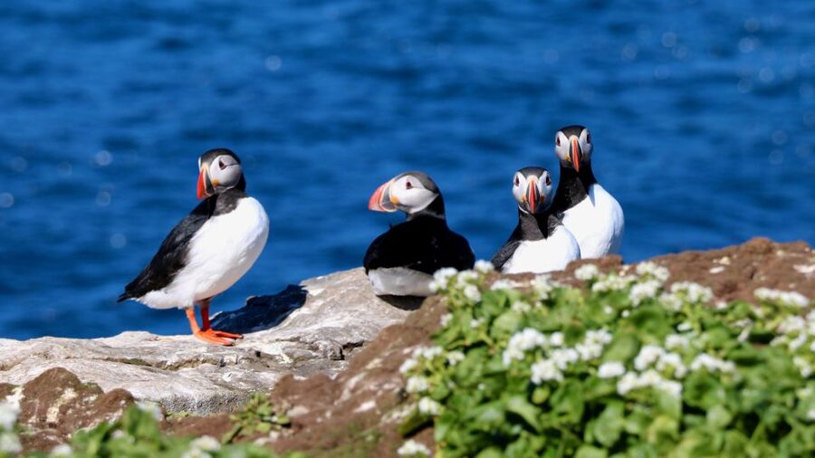Reykjavik: Premium Whale Watching with Flexible Ticket - Leaving Reykjavík Old Harbour by RIB