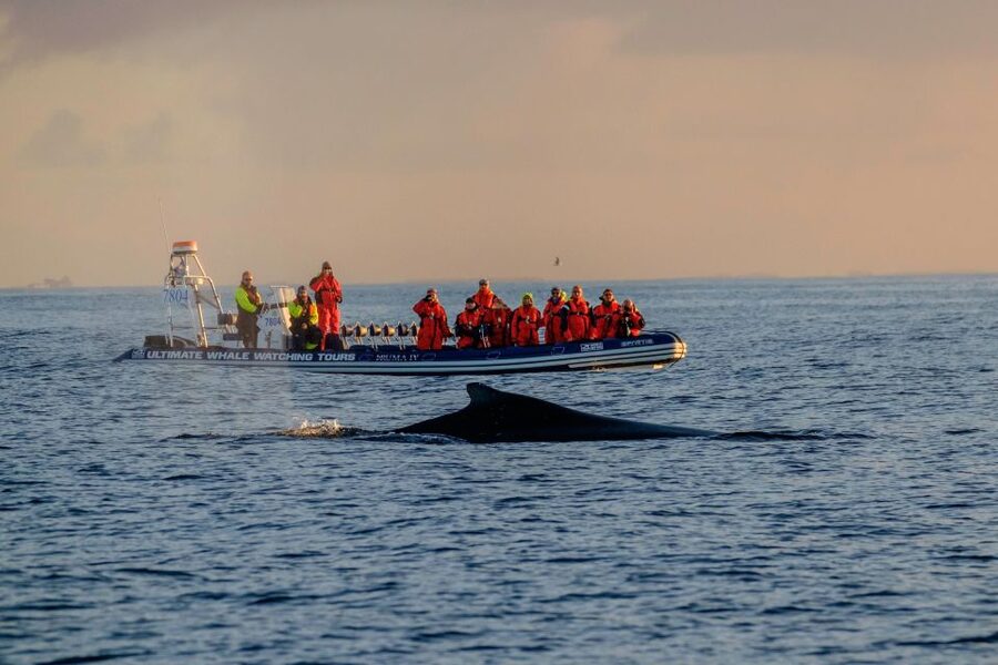 Reykjavik: Premium Whale Watching with Flexible Ticket - Puffins near the harbor from May through August