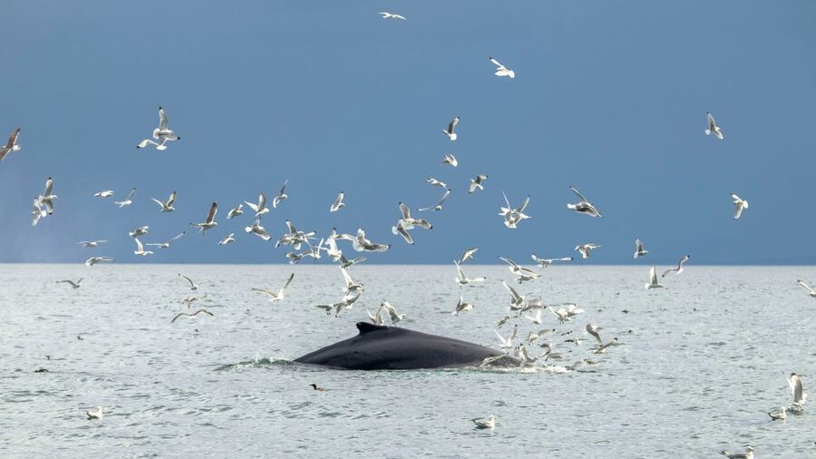 Reykjavik: Premium Whale Watching with Flexible Ticket - Returning along Reykjavík’s shoreline