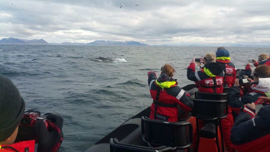 Reykjavik: Premium Whale Watching with Flexible Ticket - When the weather changes the plan