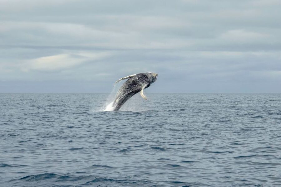 Reykjavik: Premium Whale Watching with Flexible Ticket - Should you book this Reykjavík RIB tour?