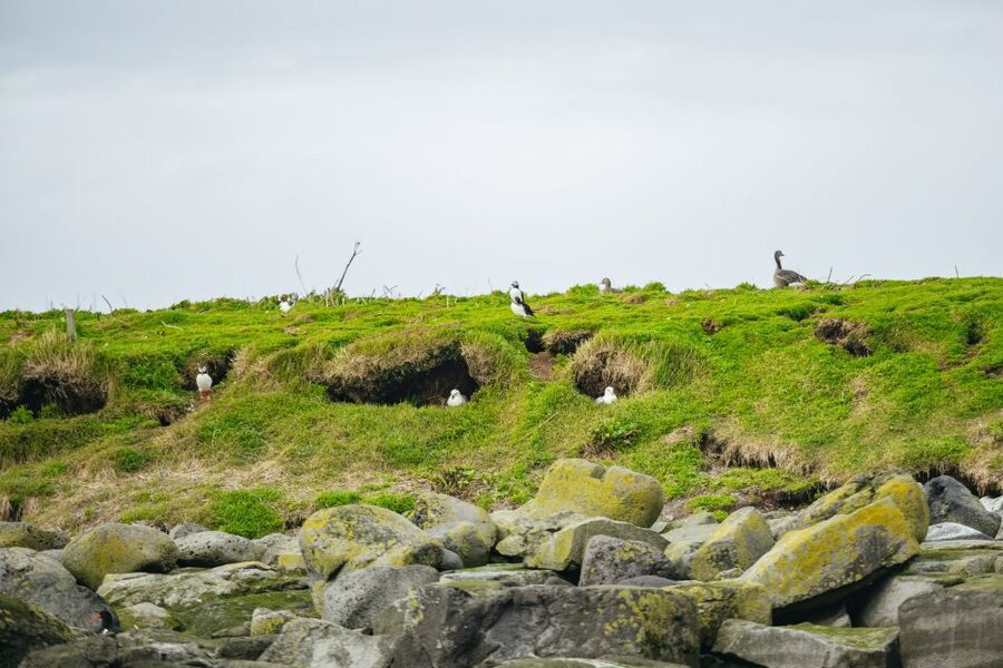Reykjavik: Puffin Watching Boat Tour - Riding Old Skuli into Faxaflói Bay