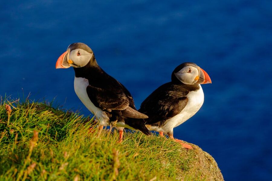Reykjavik: Puffin Watching Tour - Key points to know before booking