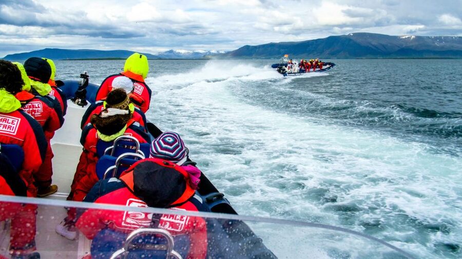 Reykjavik: Puffin Watching Tour - Timing your puffin trip