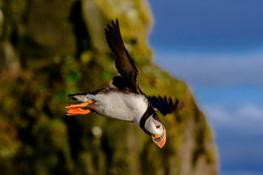 Reykjavik: Puffin Watching Tour - Other birds and possible wildlife