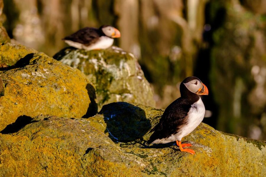 Reykjavik: Puffin Watching Tour - Is one hour enough time?