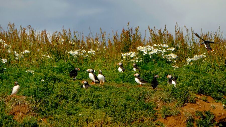 Reykjavik: Puffin Watching Tour - Comfort, safety, and who should skip it