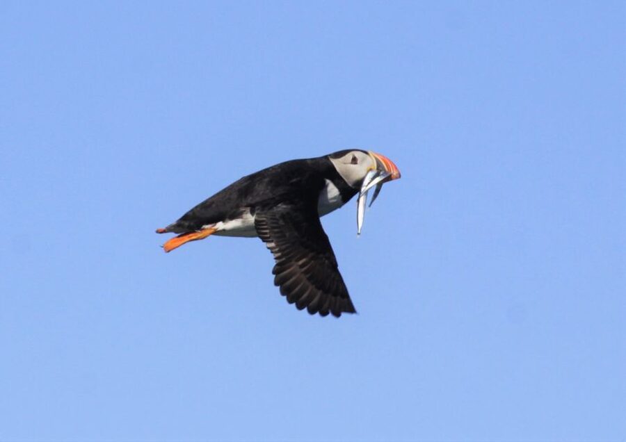 Reykjavik: Puffin Watching Tour - The $101 price and what you receive